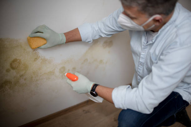 Best Basement Mold Remediation in Sans Souci, SC