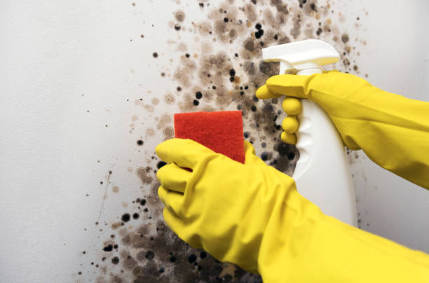 Best DIY Mold Remediation Support Services in Sans Souci, SC